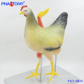 PNT-0825 Modelo anatómico de pollo y gallina de tamaño real